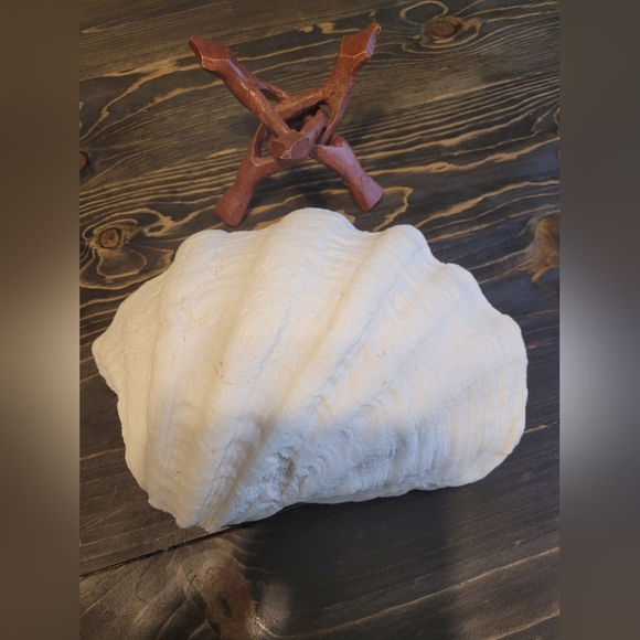 Shell decor - Picture 3 of 4